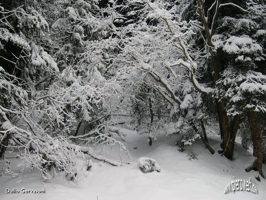 il bosco di Roncobello.jpg